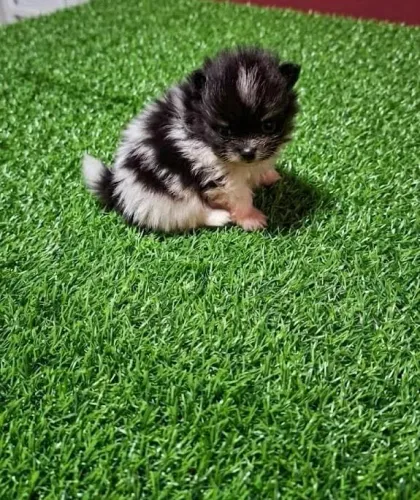 Lulu Da Pomeraânia macho