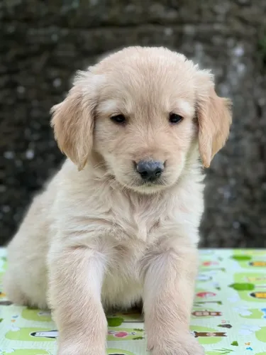 Golden Retriever com Pedigree - Um Verdadeiro Anjo de Quatro Patas