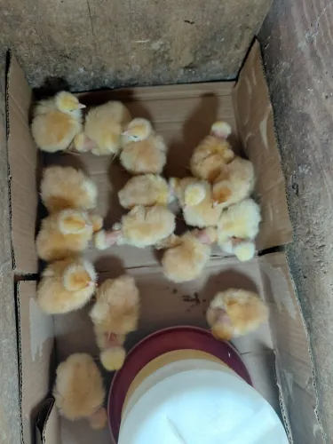 Vendo pintos do pescoço pelado francês 10.reais