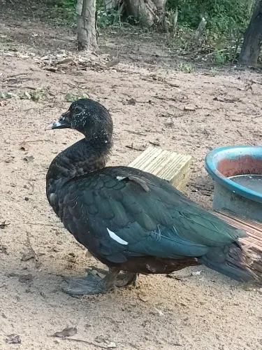 Pato
