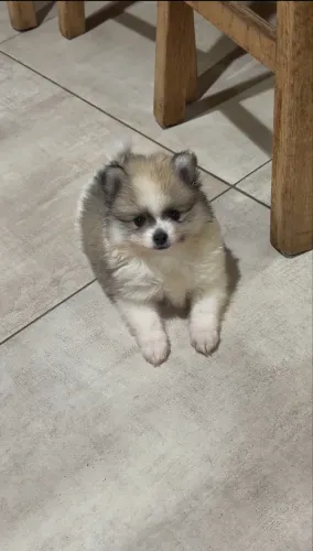Spitz Alemão Macho