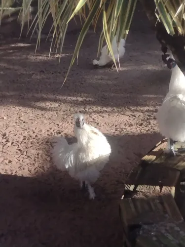 Casal de galinhas sedosas