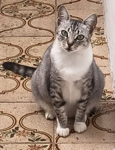 Linda gata pra doar. 