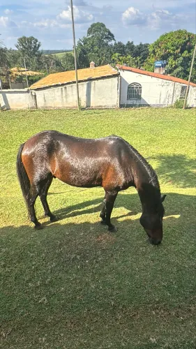 Vende se cavalo mangalarga marchador