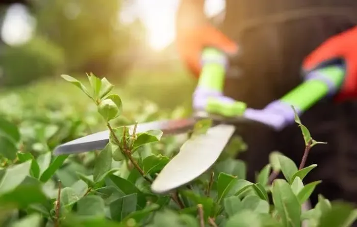 Serviços De Jardinagem