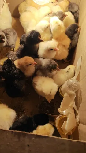 Vendo pintinhos caipirão e ovos