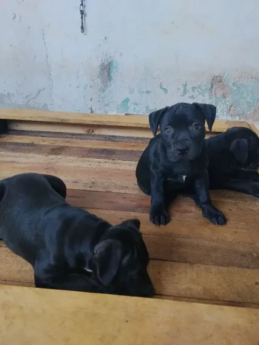 Vendo filhotes de Pit monster 