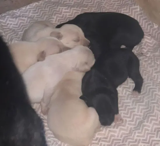 DOAÇÃO!!! Vira-Latas, médio porte, 15 dias!