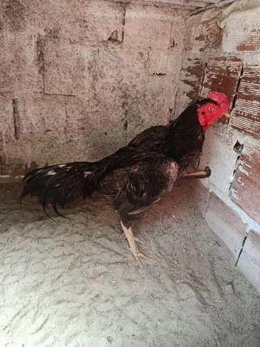 Bichos de qualidade pintos galos e frangas