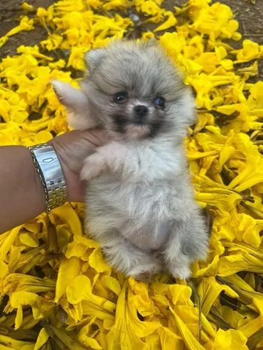 Spitz Alemão ursinho
