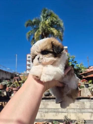 Femea mini shihtzu