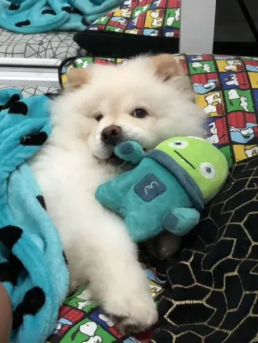 Filhote Chow-chow, Seu novo melhor amigo pode estar esperando aqui!