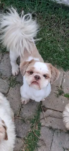 Shitzu macho 