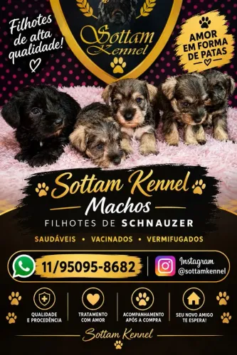 Maravilhosos filhotes de schnauzer