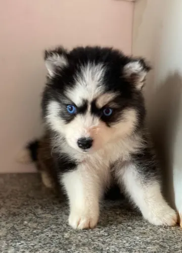 Husky siberiano-Filhotes