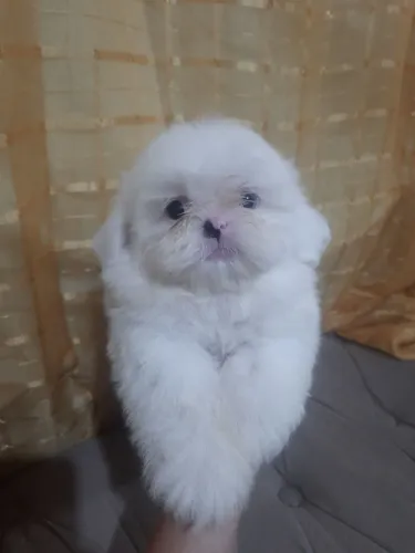 Shih Tzu Filhote Macho
