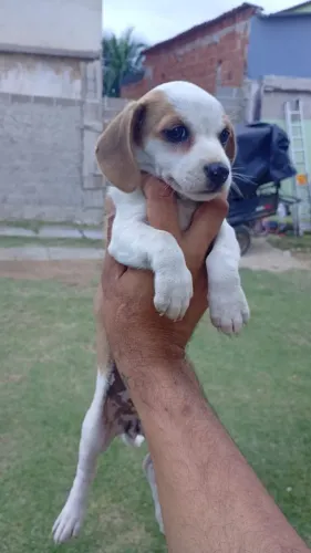 Filhote de bassê puro fêmea