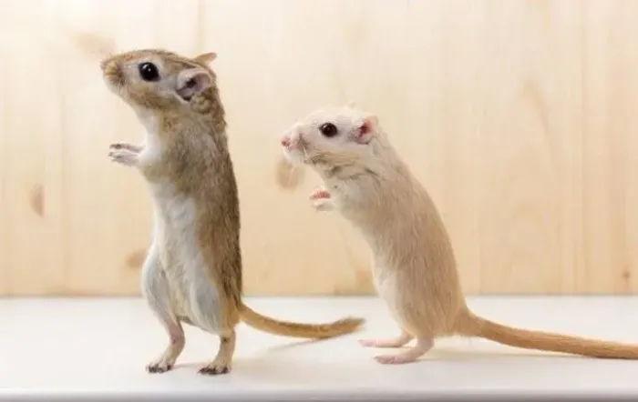 Gerbil machos e fêmeas 