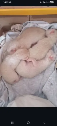 Gatinhos para doação