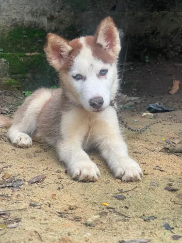 Husky siberiano Fêmea  (Marrom Raro)