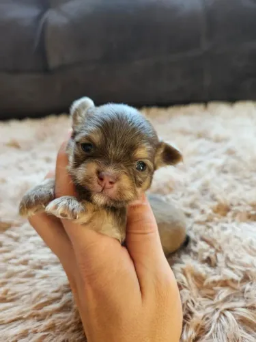 Chihuahua Macho PELO LONGO