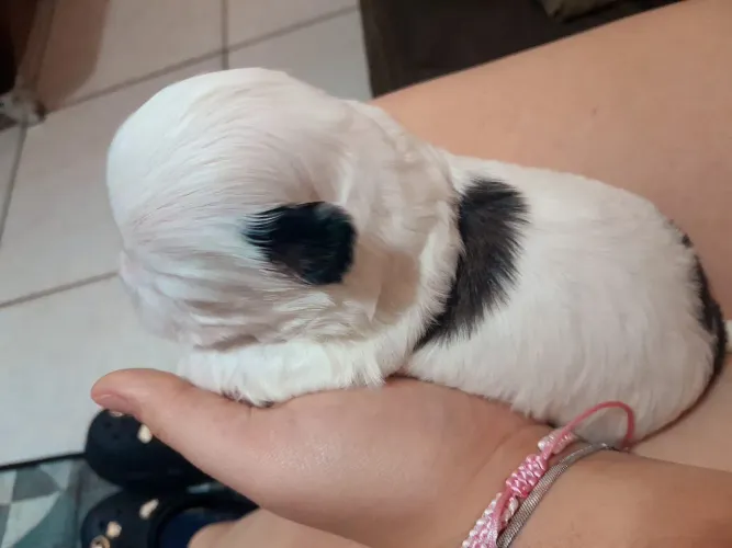 Shitzu