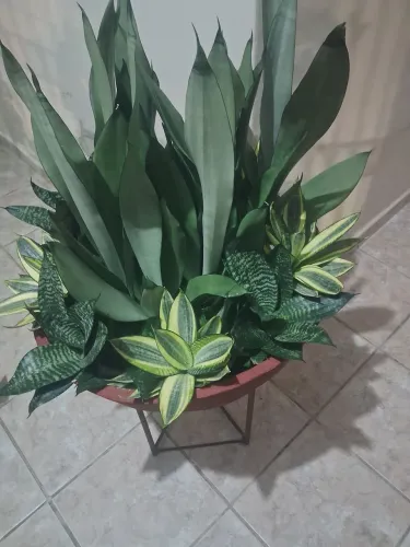 Jardim
