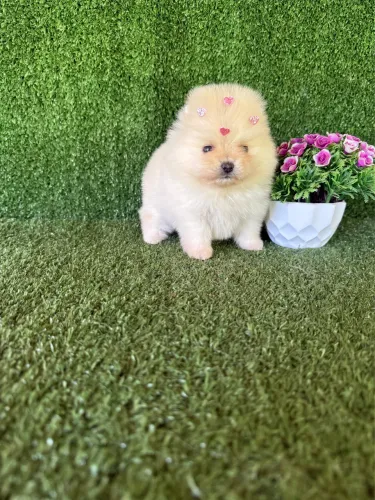 Lulu da pomerania anão