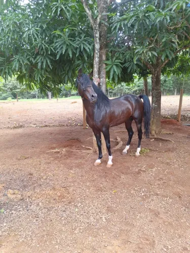 Cavalo mangalarga registrado com inúmeras provas ganhadas