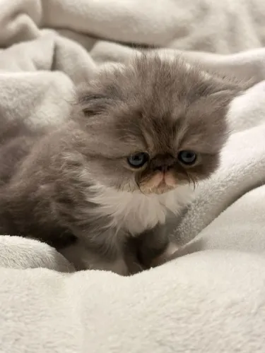 Gato persa cinza e branco 