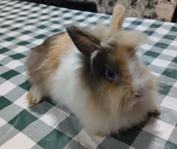Vendo coelho