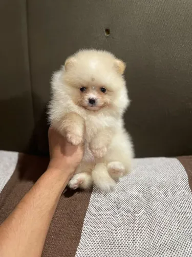 Belos Lulu da Pomerânia