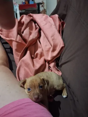 Vendo filhote de cachorro Pincher número 1