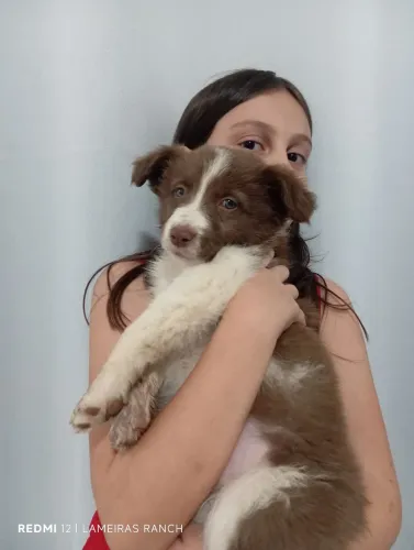 Ninhada BORDER COLLIE puros.