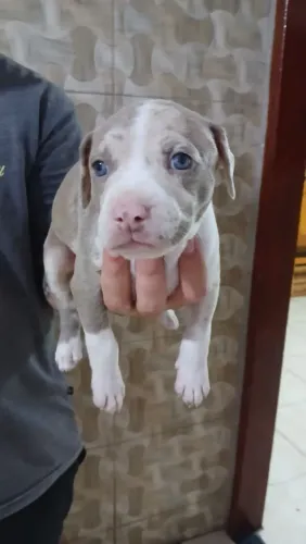 Pit Bull cão para proteção 