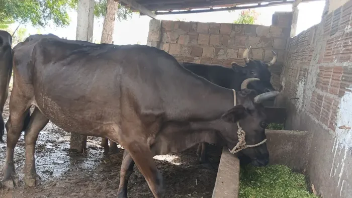 Animal 
