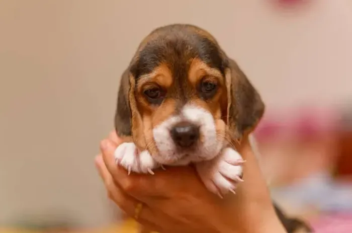 Beagle Alegre e Cheio de Energia ?