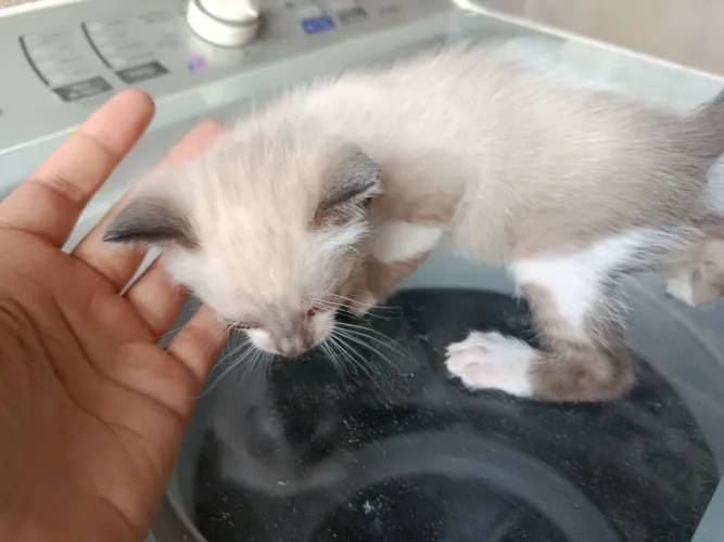 GATINHOS PARA ADOÇÃO RESPONSÁVEL 