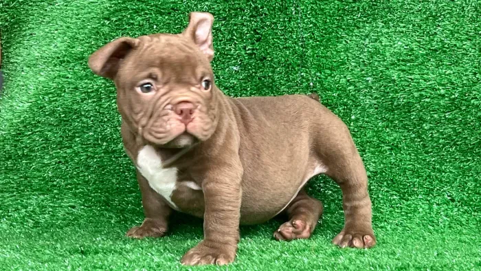 American Bully Micro 
