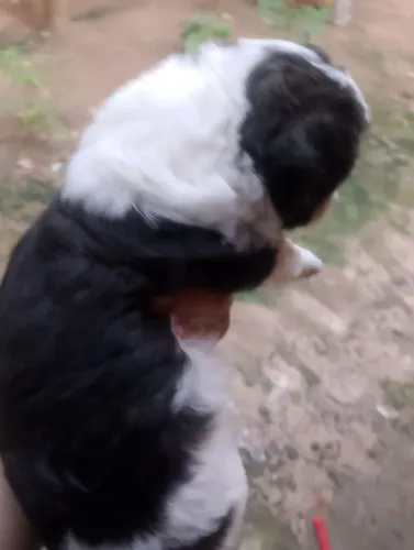 Filhotes Shitzu e poodle 