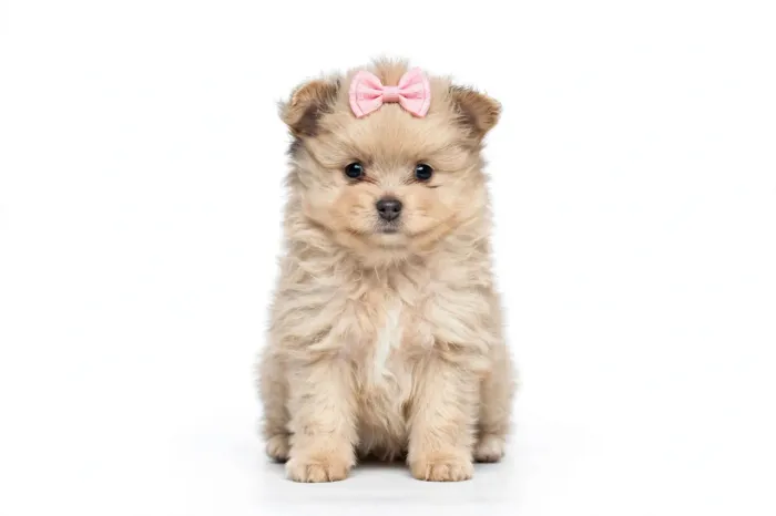 Filhote Spitz Alemão Fêmea Creme Fofa - Lulu da Pomerânia