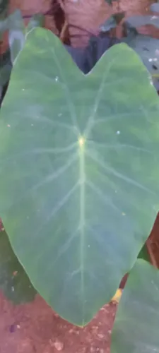 Colocasia Green Magic uma muda