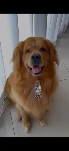 Golden retriever macho para reprodução 