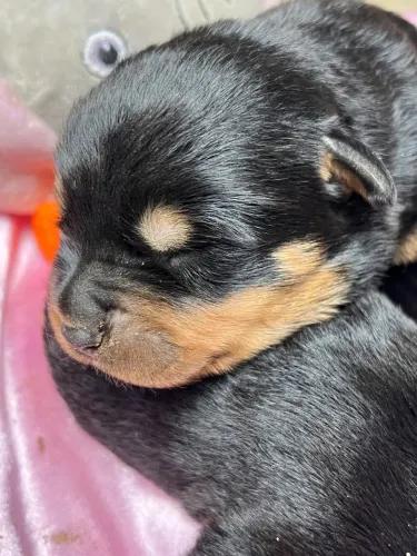 Rottweiler cabeça de touro disponível para reservas