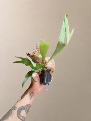 Chifre de Veado (Planta) 