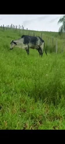 Vendo 2 vacas de leite, com 2 bezerros no pé, primeira cria