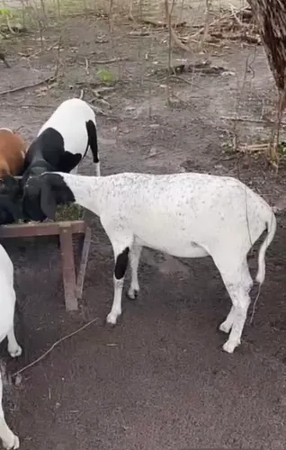 3 ovelhas cobertas e 1 carneiro