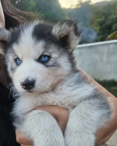 Husky Siberiano filhotes disponíveis para venda. Wooly
