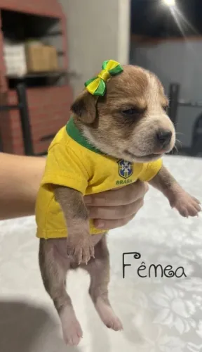 Linda cachorrinha para adoção