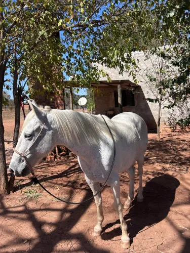 Égua mangalarga boa 